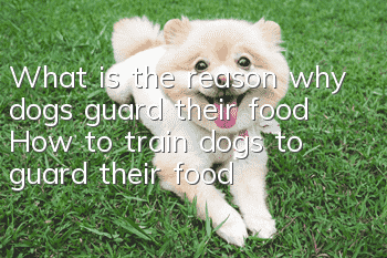 What is the reason why dogs guard their food? How to train dogs to guard their food?