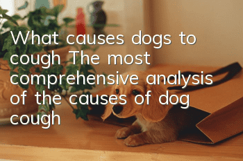 What causes dogs to cough? The most comprehensive analysis of the causes of dog cough