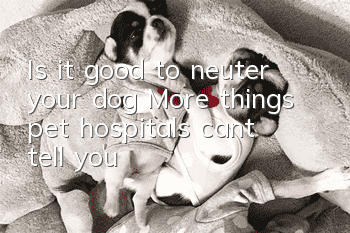 Is it good to neuter your dog? More things pet hospitals can’t tell you