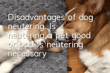 Disadvantages of dog neutering. Is neutering a pet good or bad? Is neutering necessary?