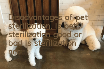 Disadvantages of pet sterilization. Is pet sterilization good or bad? Is sterilization necessary?
