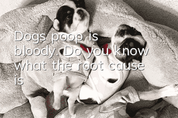 Dog’s poop is bloody. Do you know what the root cause is?