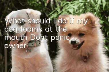 What should I do if my dog ​​foams at the mouth? Don’t panic, owner
