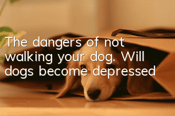 The dangers of not walking your dog. Will dogs become depressed?
