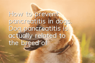 How to prevent pancreatitis in dogs. Dog pancreatitis is actually related to the breed of dog.
