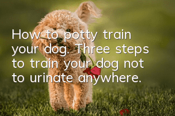 How to potty train your dog. Three steps to train your dog not to urinate anywhere.