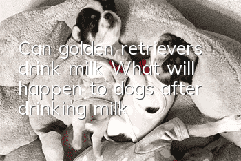 Can golden retrievers drink milk? What will happen to dogs after drinking milk?