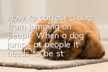 How to correct a dog from jumping on people? When a dog jumps at people, it needs to be stopped immediately!