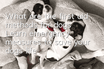 What are the first aid methods for dogs? Learn emergency measures to save your dog’s life