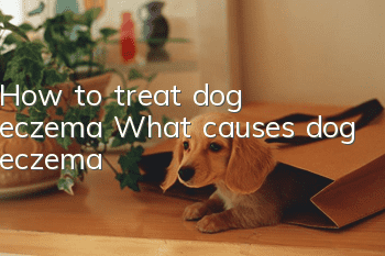 How to treat dog eczema What causes dog eczema