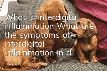 What is interdigital inflammation? What are the symptoms of interdigital inflammation in dogs?