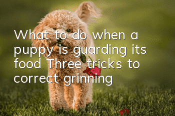 What to do when a puppy is guarding its food? Three tricks to correct grinning