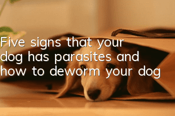 Five signs that your dog has parasites and how to deworm your dog