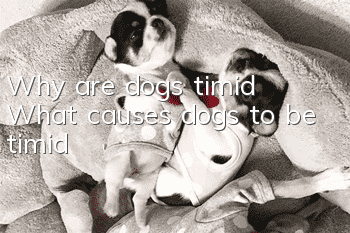 Why are dogs timid? What causes dogs to be timid?