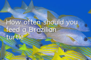 How often should you feed a Brazilian turtle?