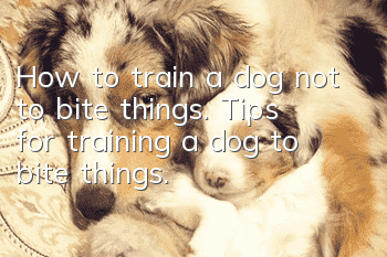 How to train a dog not to bite things. Tips for training a dog to bite things.