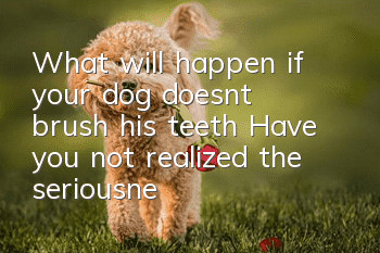 What will happen if your dog doesn’t brush his teeth? Have you not realized the seriousness of the problem?