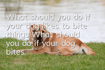 What should you do if your dog likes to bite things? What should you do if your dog bites furniture on your back?