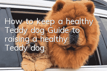 How to keep a healthy Teddy dog? Guide to raising a healthy Teddy dog