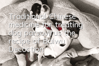 Traditional Chinese medicine for treating dog parvovirus, the recipe of Baiwu Decoction