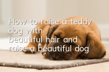 How to raise a teddy dog with beautiful hair and raise a beautiful dog