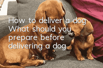 How to deliver a dog? What should you prepare before delivering a dog?