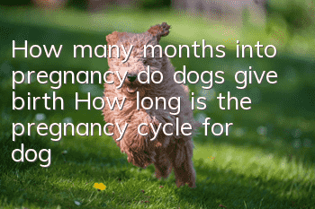 How many months into pregnancy do dogs give birth? How long is the pregnancy cycle for dogs?