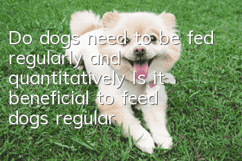 Do dogs need to be fed regularly and quantitatively? Is it beneficial to feed dogs regularly and quantitatively?