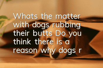What's the matter with dogs rubbing their butts? Do you think there is a reason why dogs rub their butts?