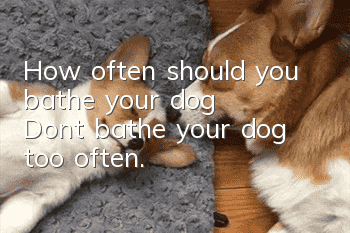 How often should you bathe your dog? Don’t bathe your dog too often.