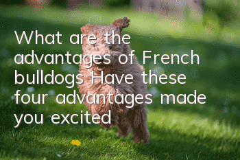 What are the advantages of French bulldogs? Have these four advantages made you excited?
