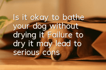 Is it okay to bathe your dog without drying it? Failure to dry it may lead to serious consequences.