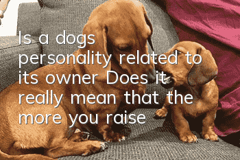 Is a dog’s personality related to its owner? Does it really mean that the more you raise a dog, the more it will follow its owner?