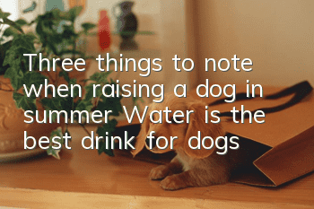 Three things to note when raising a dog in summer: Water is the best drink for dogs