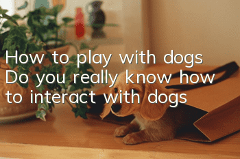 How to play with dogs? Do you really know how to interact with dogs?