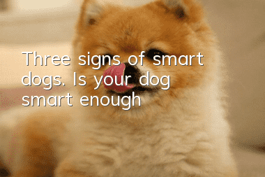 Three signs of smart dogs. Is your dog smart enough?