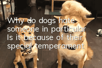 Why do dogs hate someone in particular? Is it because of their special temperament?