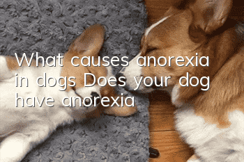 What causes anorexia in dogs? Does your dog have anorexia?