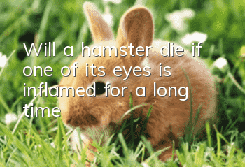 Will a hamster die if one of its eyes is inflamed for a long time?