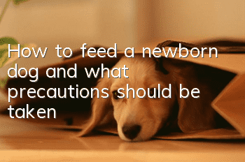 How to feed a newborn dog and what precautions should be taken