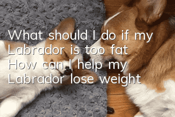 What should I do if my Labrador is too fat? How can I help my Labrador lose weight?