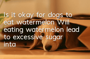 Is it okay for dogs to eat watermelon? Will eating watermelon lead to excessive sugar intake?