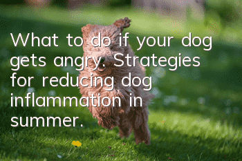What to do if your dog gets angry. Strategies for reducing dog inflammation in summer.
