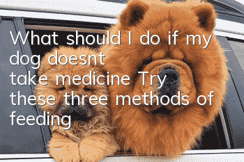 What should I do if my dog doesn’t take medicine? Try these three methods of feeding medicine.