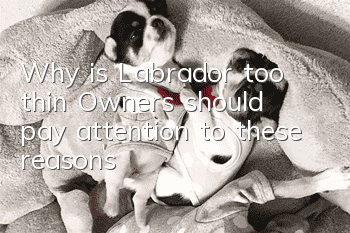 Why is Labrador too thin? Owners should pay attention to these reasons