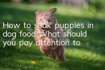How to soak puppies in dog food? What should you pay attention to?