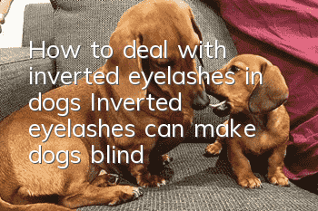 How to deal with inverted eyelashes in dogs? Inverted eyelashes can make dogs blind