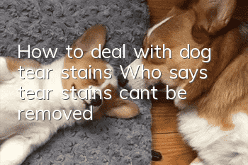 How to deal with dog tear stains Who says tear stains can’t be removed