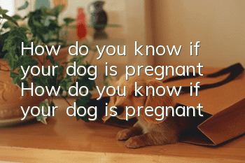 How do you know if your dog is pregnant? How do you know if your dog is pregnant?