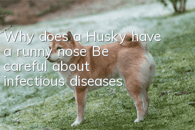 Why does a Husky have a runny nose? Be careful about infectious diseases